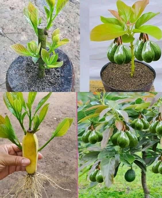 Tips for growing avocados 
1. Choose a sunny spot with well-draining soil  avocados love warmth and don't like wet feet .
2. Pick the right variety for your climate some avocados are more chill than others .
3. Plant it right dig a hole that's twice as wide and just as deep as