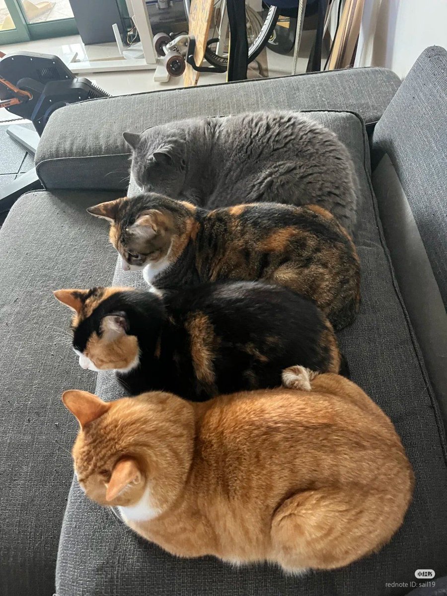 PostsOfCats's tweet image. 