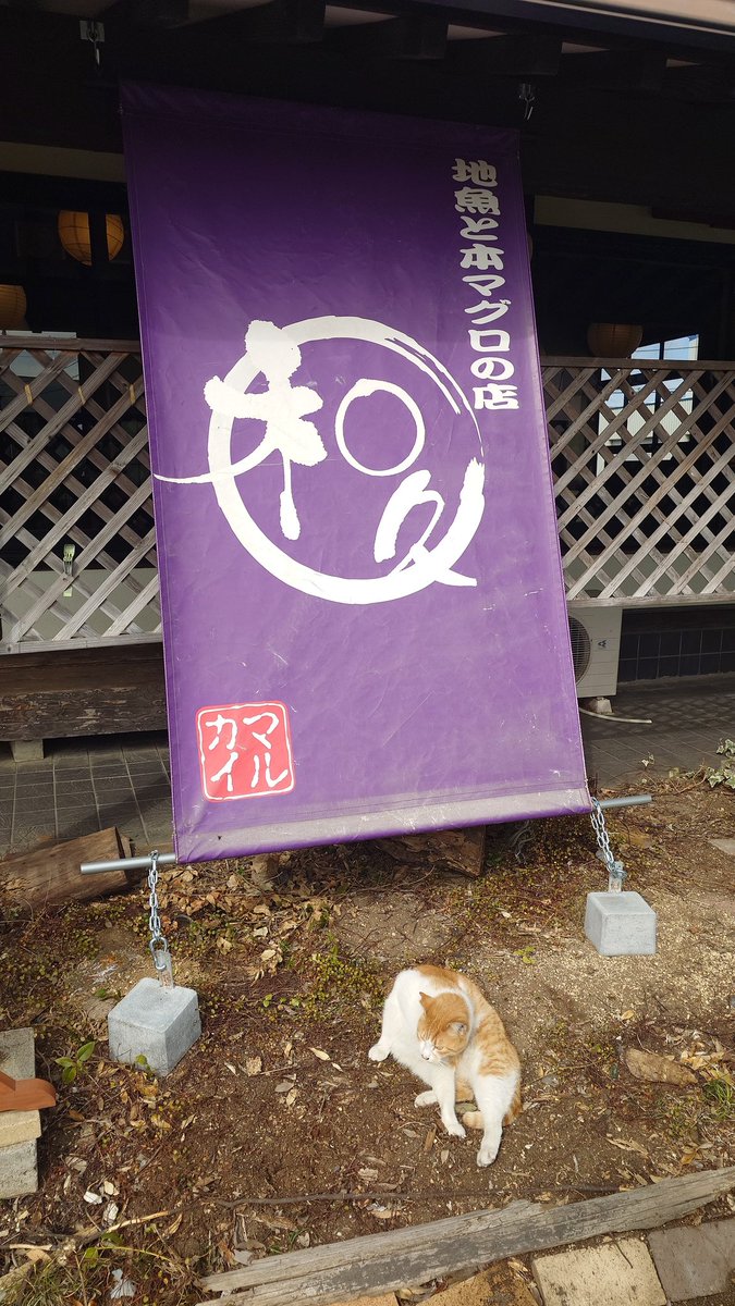 にゃんこと戯れる嫁様w