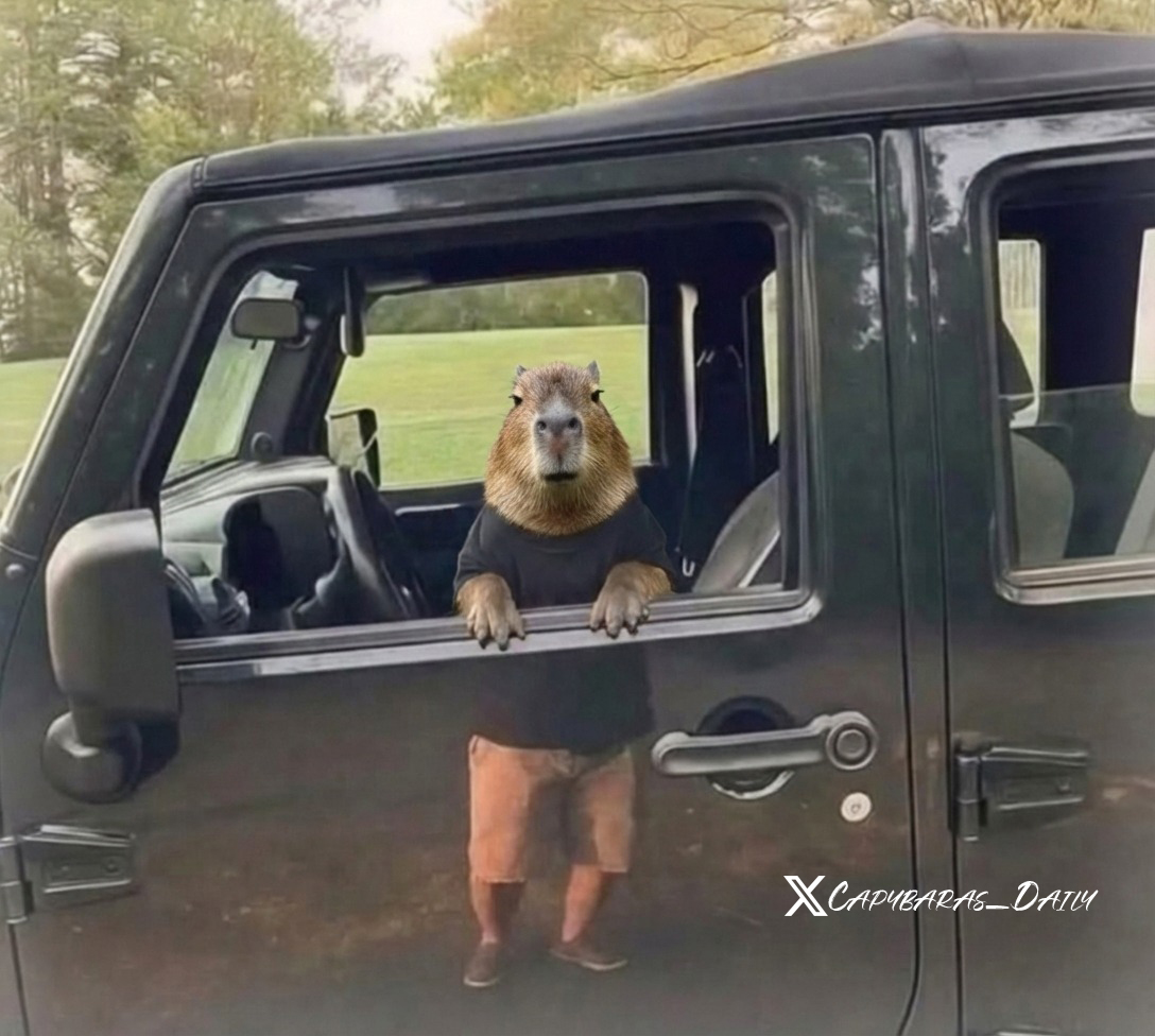 Capybaras_Daily's tweet image. hi