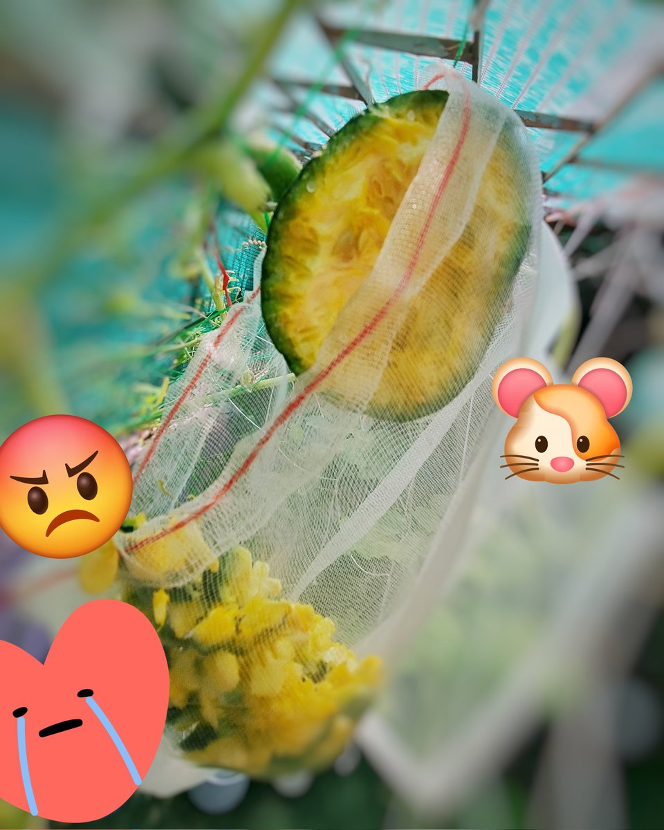 ใคร เป็น คน ทัม !!!!!!!!
มันยังไม่สุกดีเลยยยยย เอ็งมาตัดหน้าทำไม !!!! กินเหลืออีก ทิ้งขว้าง  food waste !!!!