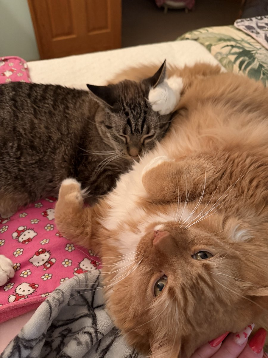 🐛🌷Dean🦋🪴 tweet media