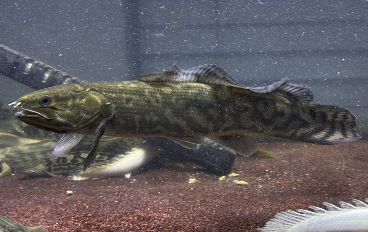 Amia ocellicauda, the emerald
Bowfin!