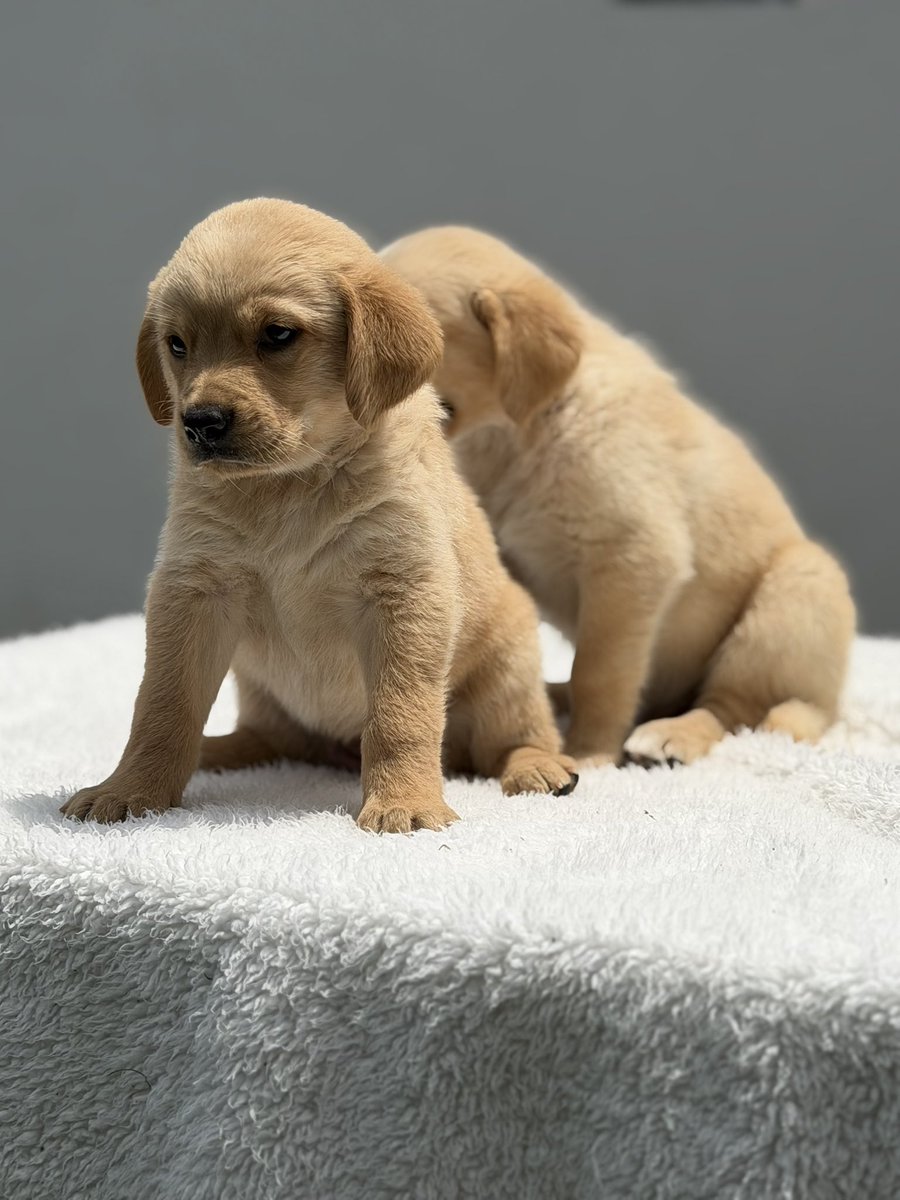 willindiaz's tweet photo. LABRADOR RETRIEVER 
#willinmascotas #cachorros #QUITO #uio #LaCasaDeLosFamososCol3 #JUNGKOOKxHUBLOT #KhanNeedsUrgentTreatment https://t.co/gJBHr4ZqtS