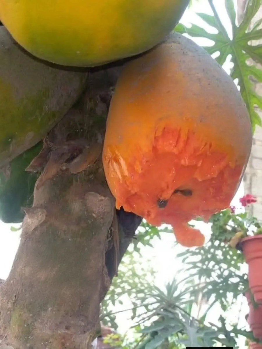 sosmed keras tweet media