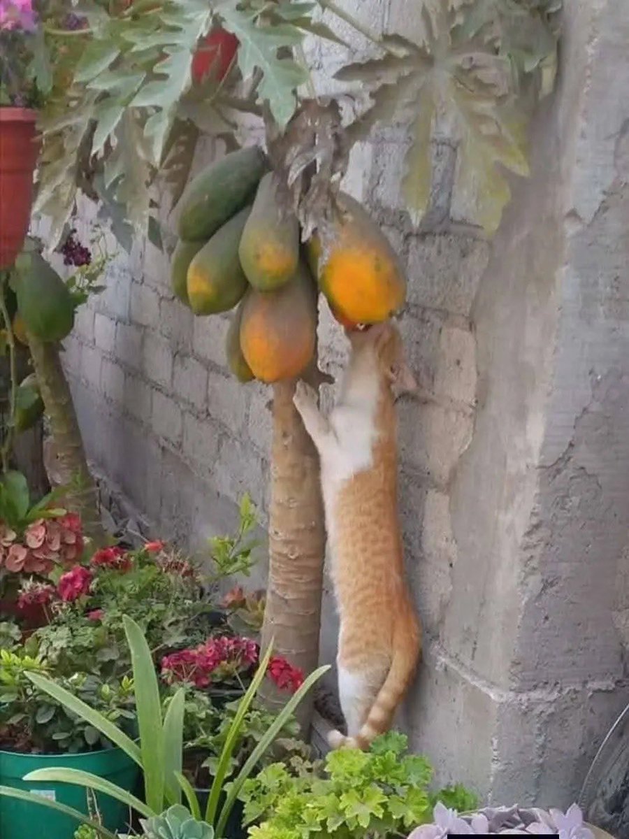 sosmed keras tweet media