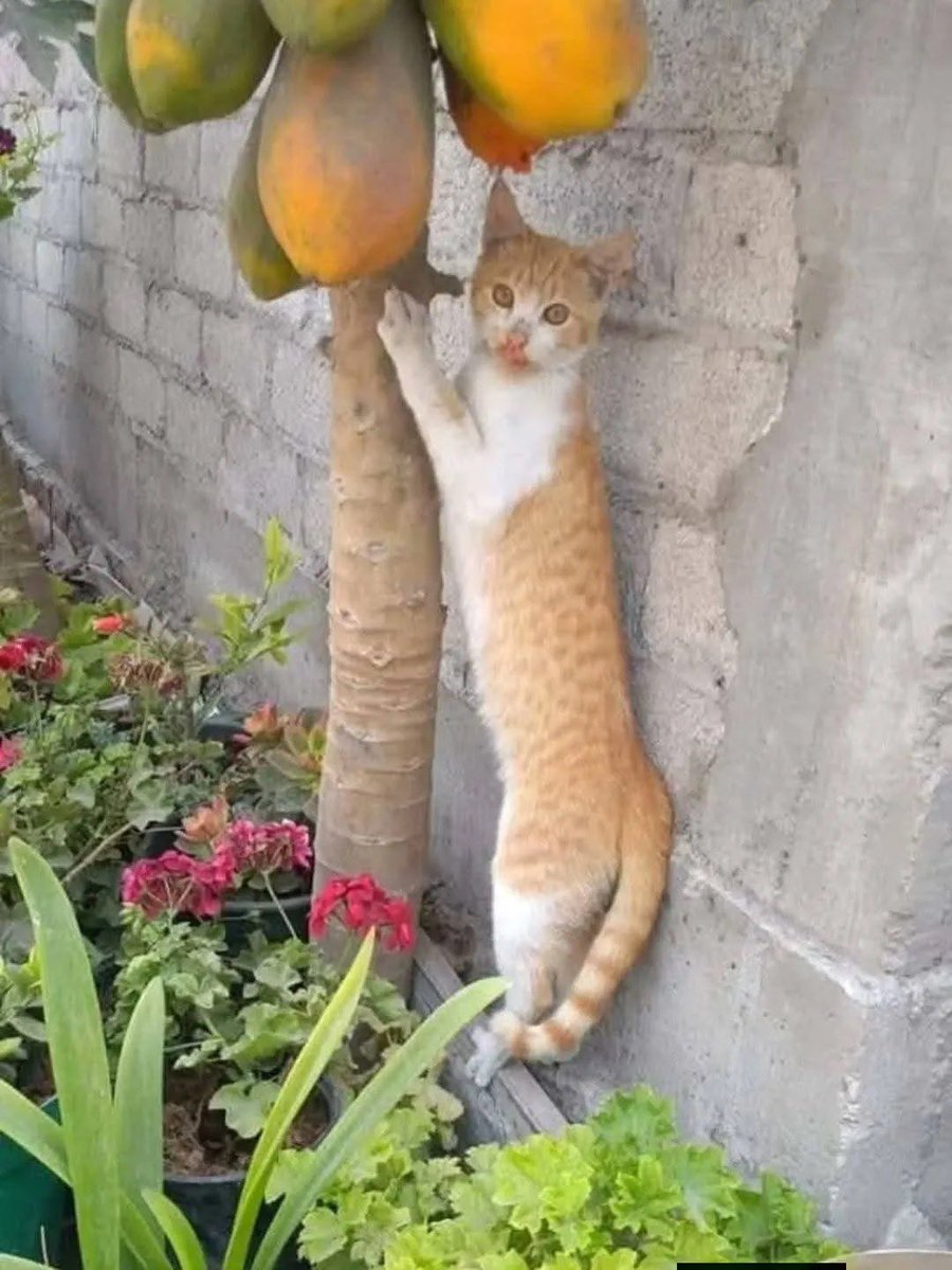 sosmed keras tweet media