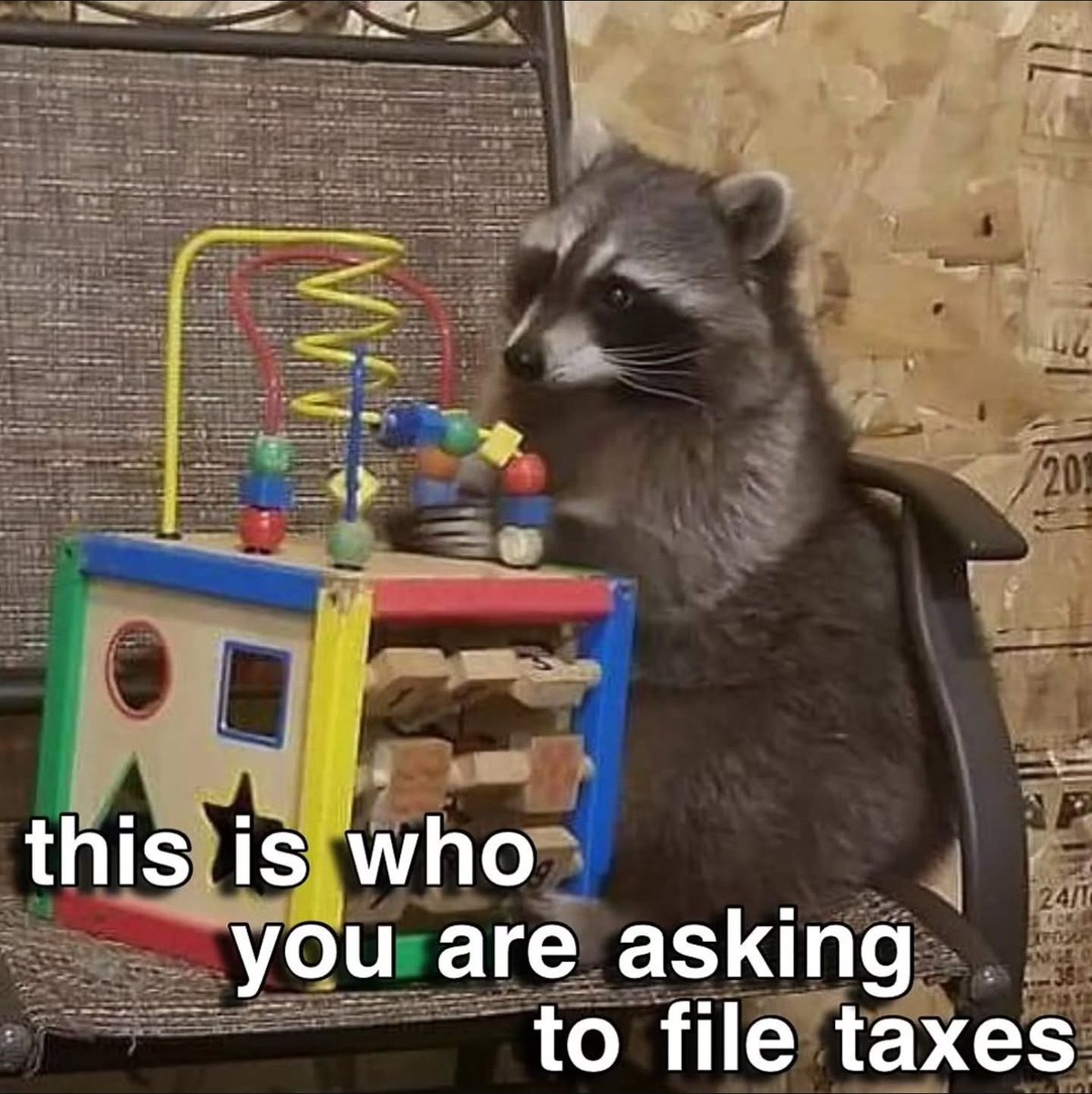 Why you should have a Raccoon (@shouldhaveracc) on Twitter photo 