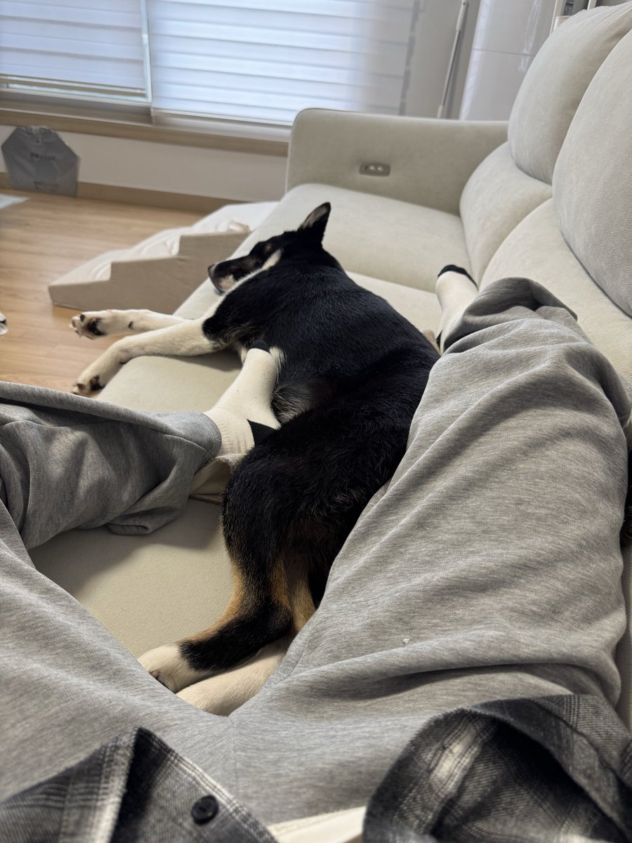 치과 갔다왔는데 금방 가는 거기도 하고 시간 없어서 노즈워크 넘 쪼금 주규 나옴 + 아보카도 장난감 엎어지면 띠로가 다시 못뒤집는데 그거 뒤집혀서 안에 있는거 못먹어가지고 나 오니까 엄청 꿍얼꿍얼 함 ㅜㅜ