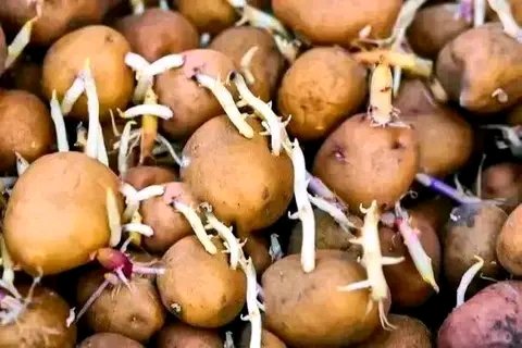 Sprouting potatoes before planting helps them grow faster and produce an earlier harvest.

Keep seed potatoes in a cool, bright place for a few weeks until short, sturdy sprouts form, then plant.

Most helpful in cool or short growing seasons.
#sproutingpotatoes