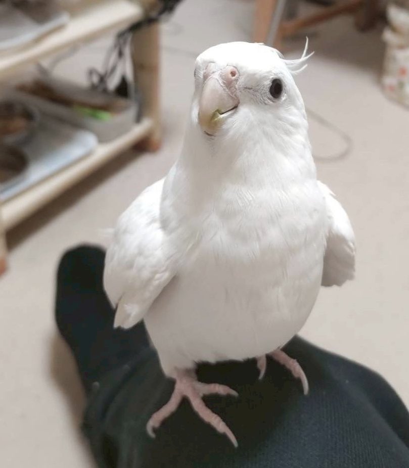 オカメインコのオと実家の子🪽