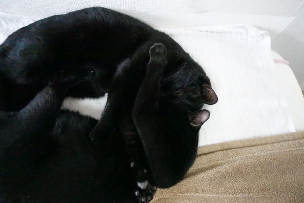 kojiro_noir's tweet photo. 仲良くくっつけ寝てるふたり
＃保護猫　＃猫と暮らす　＃猫のいる暮らし　＃黒猫 https://t.co/UuYJrSlWtg