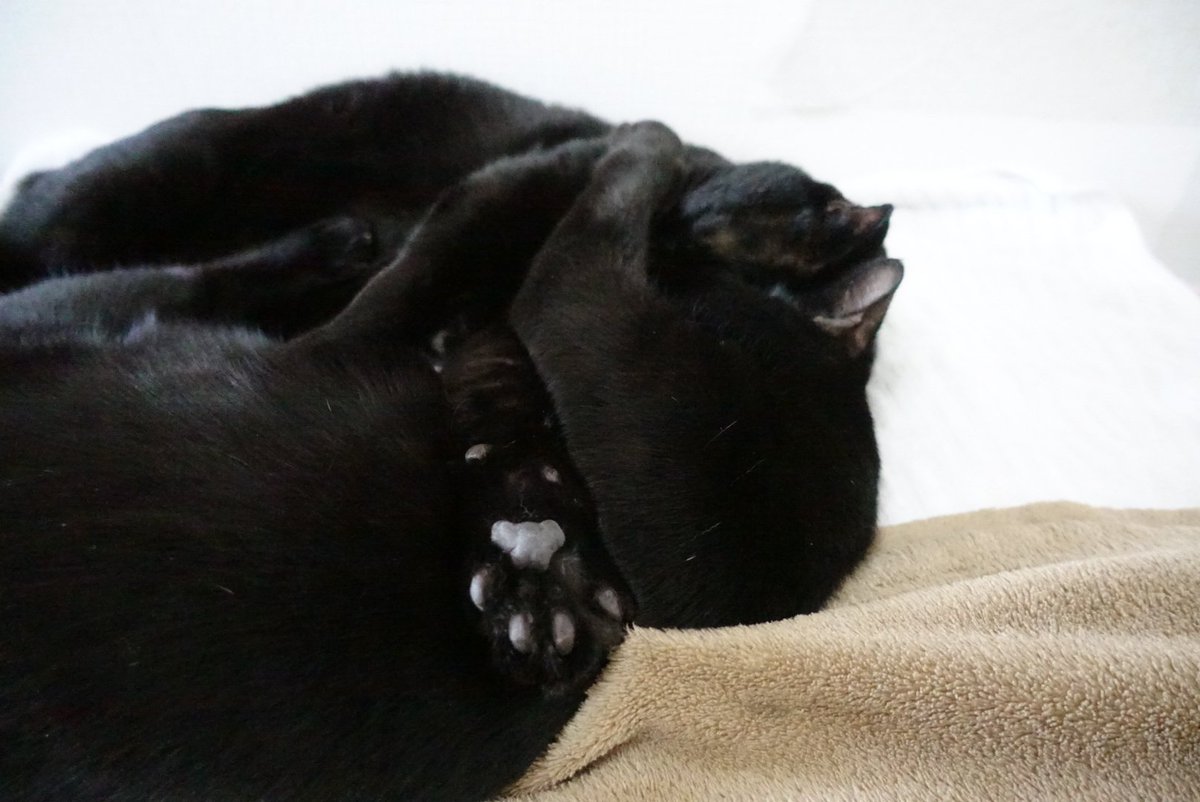 kojiro_noir's tweet photo. 仲良くくっつけ寝てるふたり
＃保護猫　＃猫と暮らす　＃猫のいる暮らし　＃黒猫 https://t.co/UuYJrSlWtg