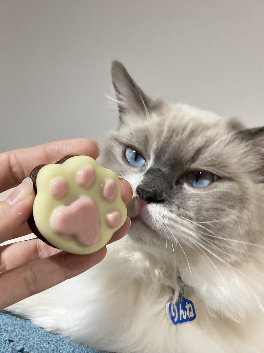 mofuroom_jp's tweet image. 今日はお休みなので
ひたすら肉球型のスイーツを
生成していこうと思っています。

これはチョコなのでらんまやりんねには
一切食べさせてあげられないけれど😭💦
写真だけ付き合ってもらいました笑

#猫 #cat #ragdoll