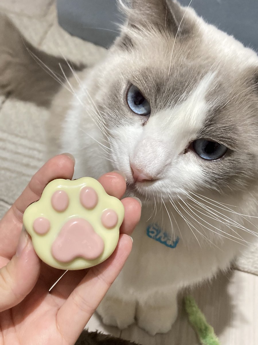 mofuroom_jp's tweet image. 今日はお休みなので
ひたすら肉球型のスイーツを
生成していこうと思っています。

これはチョコなのでらんまやりんねには
一切食べさせてあげられないけれど😭💦
写真だけ付き合ってもらいました笑

#猫 #cat #ragdoll