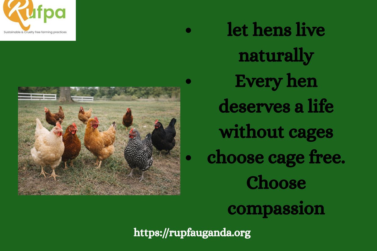 RUPFAUganda's tweet photo. Every hen deserves freedom and care.
At Rukungiri Pamoja Farmers Association, we promote cage-free systems for healthier hens and responsible farming.
#HumaneFarming #cagefree https://t.co/aI16xjZim0