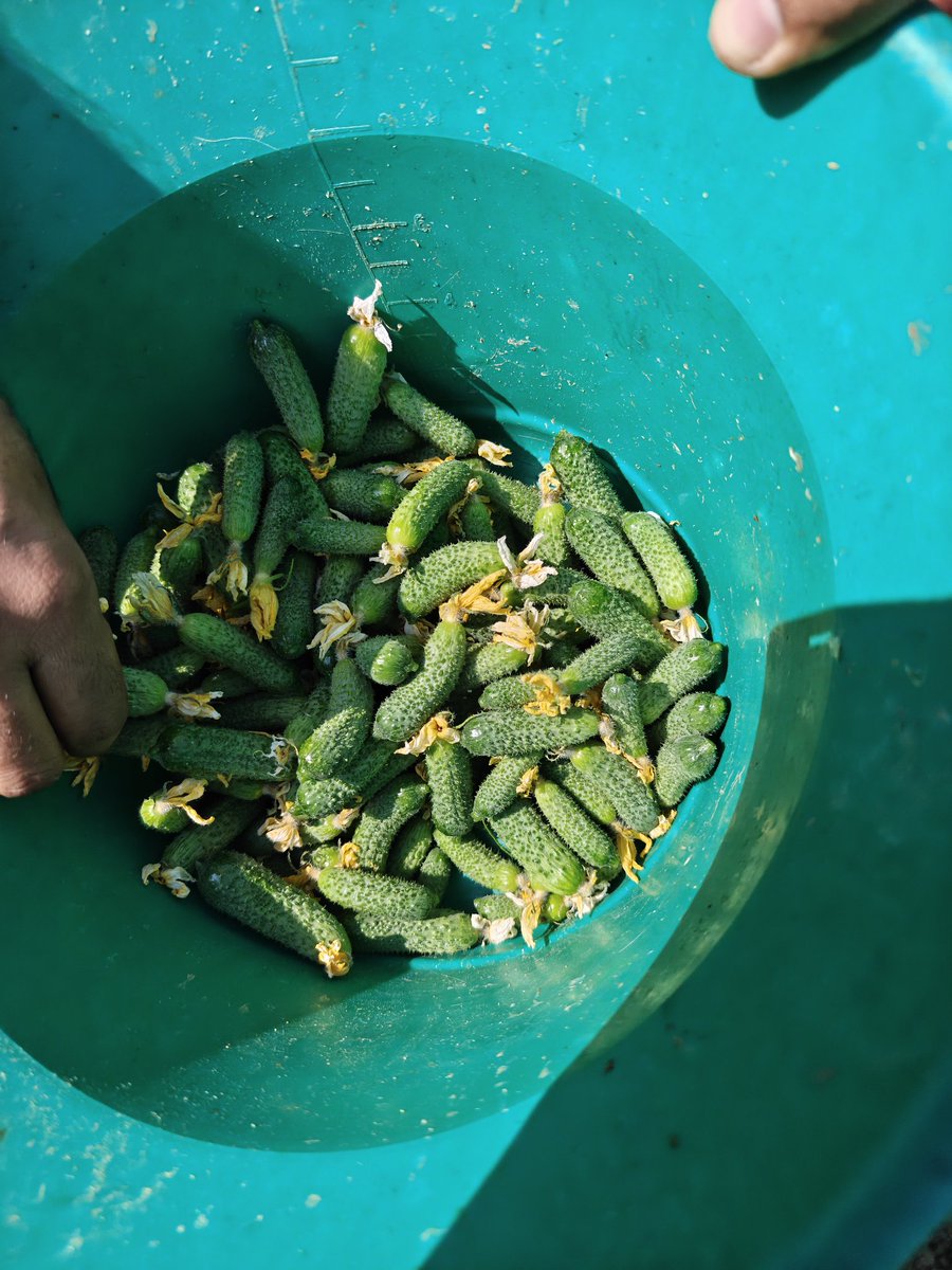 Valuepick tweet media