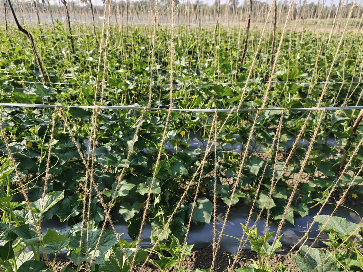 Valuepick tweet media