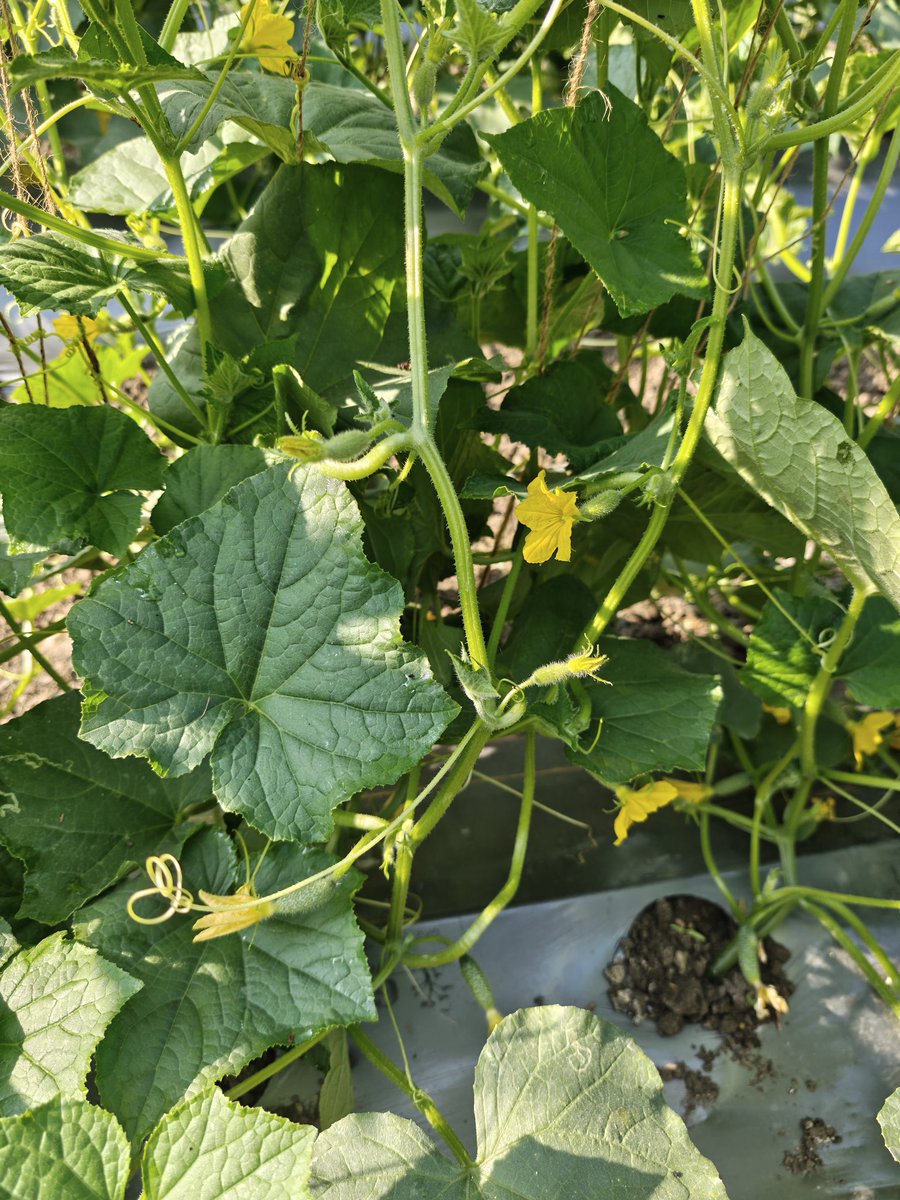 Valuepick tweet media