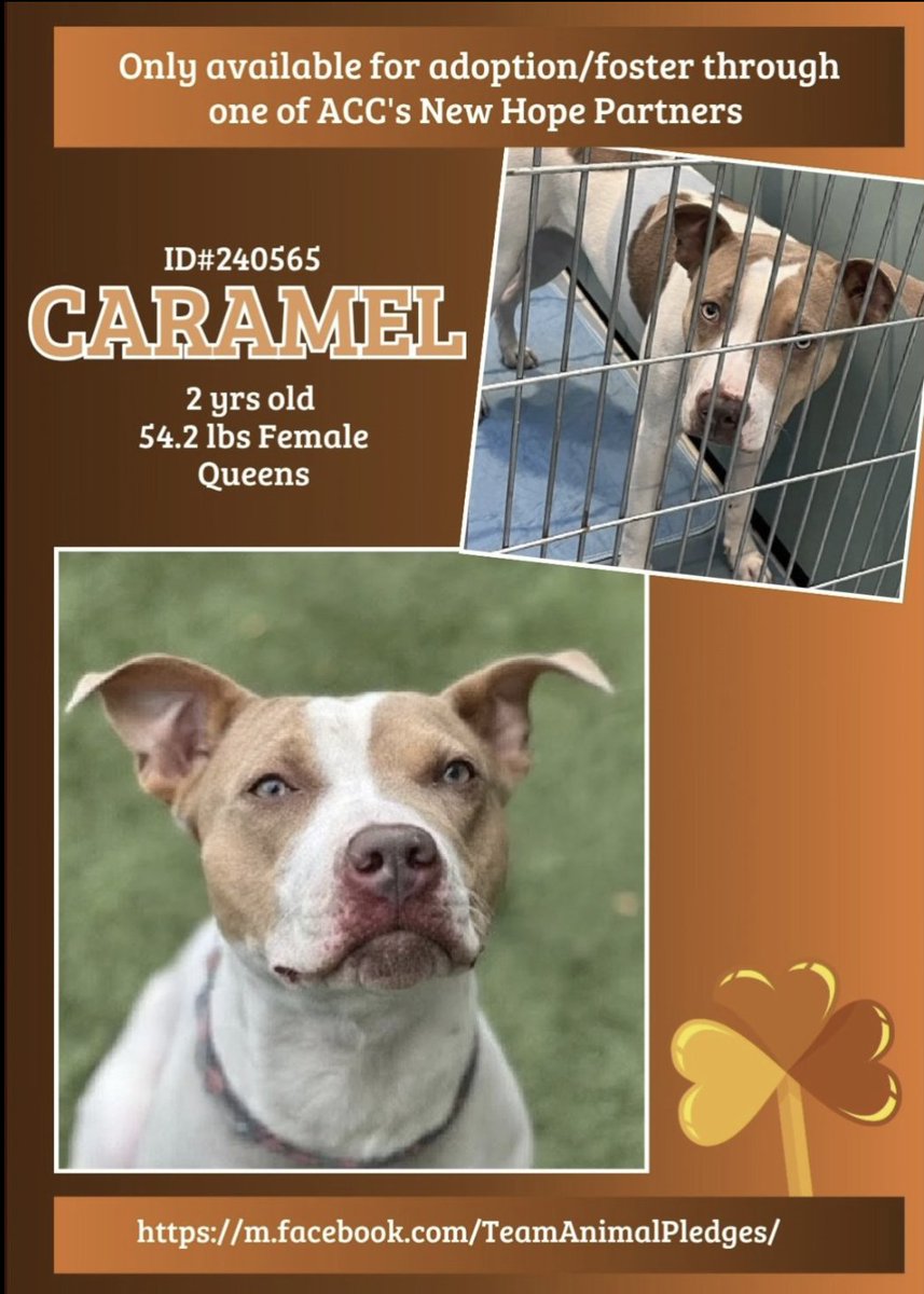 BeeDoDoobieDo's tweet image. Caramel 🍮 #DogoftheDay 
🔸Cautious🔸Sweet+shy🔸still learning to trust her environment, in shelter after 106 days!  She's a good dog, big heart+personality

She needs a special home🔸all adults🔸positive, patient exp. adopter/foster 2help her gain confidence
