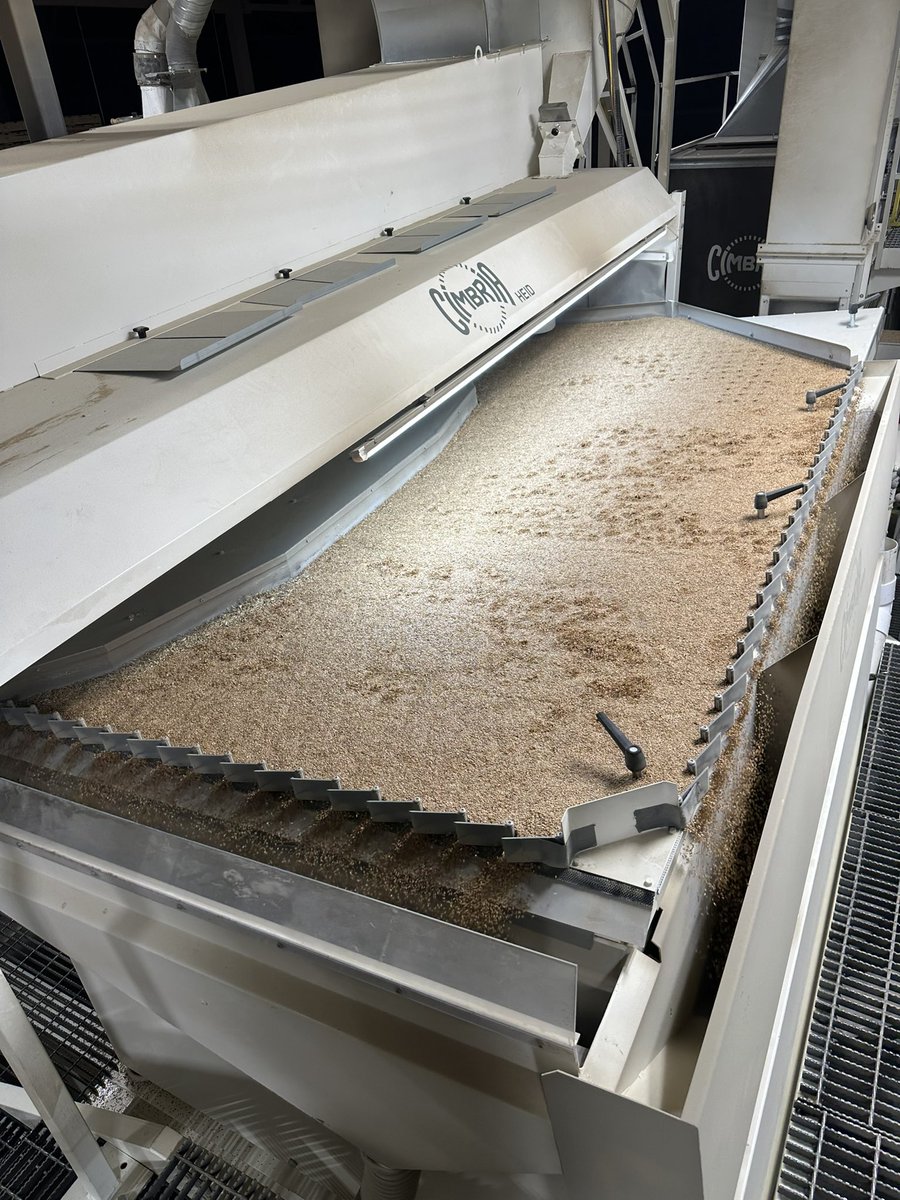 Cleaning our Dorado yellow flax. Nice looking as well