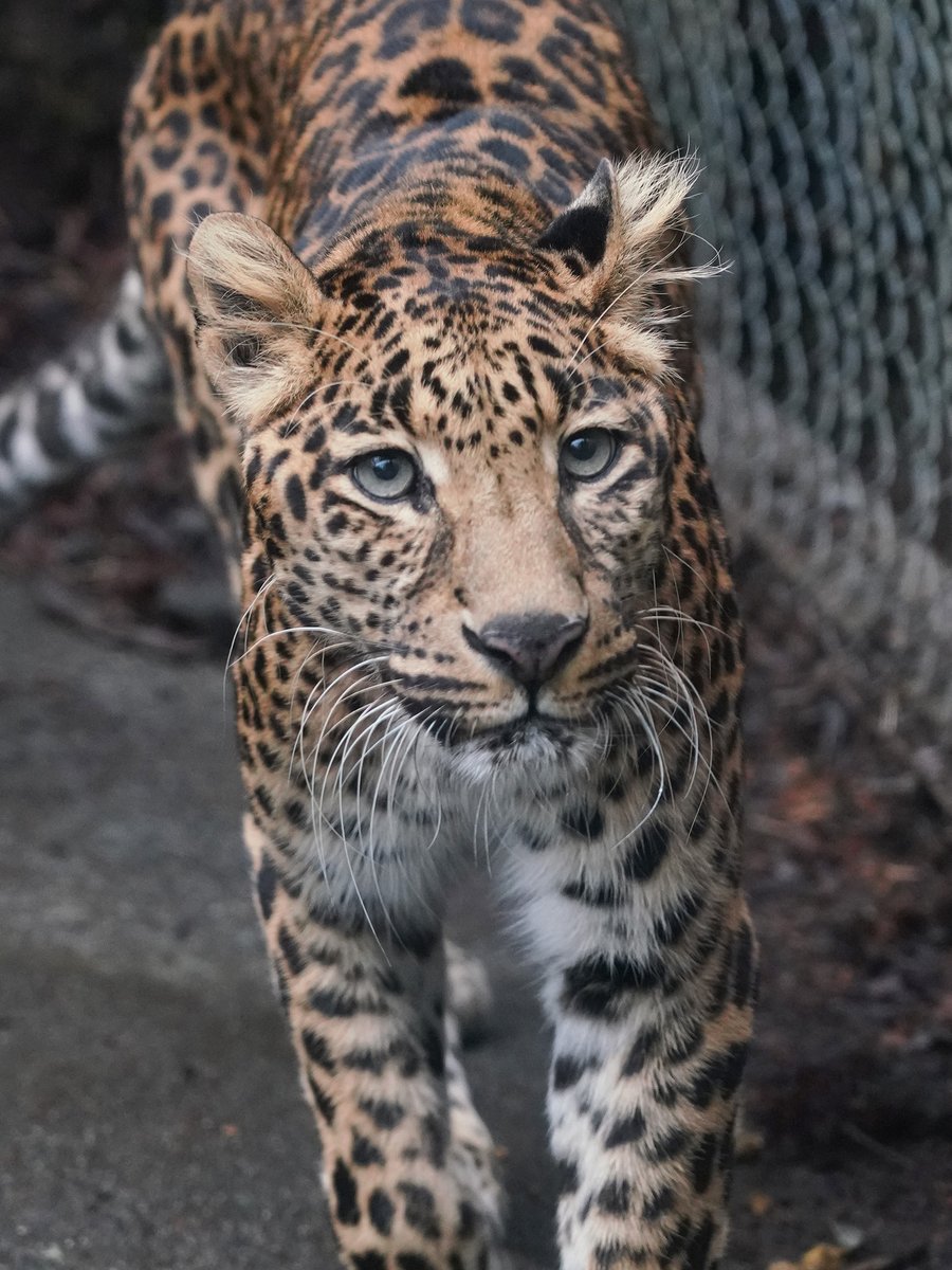 fuji_safari1980's tweet image. ねじり寄る #ヒョウ 🐆
鋭い眼光がギラリと光ります✨

#leopard #富士サファリパーク #Fujisafaripark
fujisafari.co.jp/animal-fureai/…