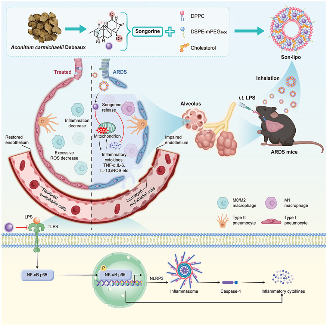 ActaPharmSinB's tweet photo. Article✍️#Inhalable #songorine-integrated #lipid #nanomedicine for targeted #ARDS therapy via repairing #endothelial #barrier and inactivating #NLRP3 #inflammasome. From Dr. Liu @GuangzhouUniversityofChineseMedicine;
https://t.co/GHlYo3mjiw. https://t.co/pNFv0TkPDv