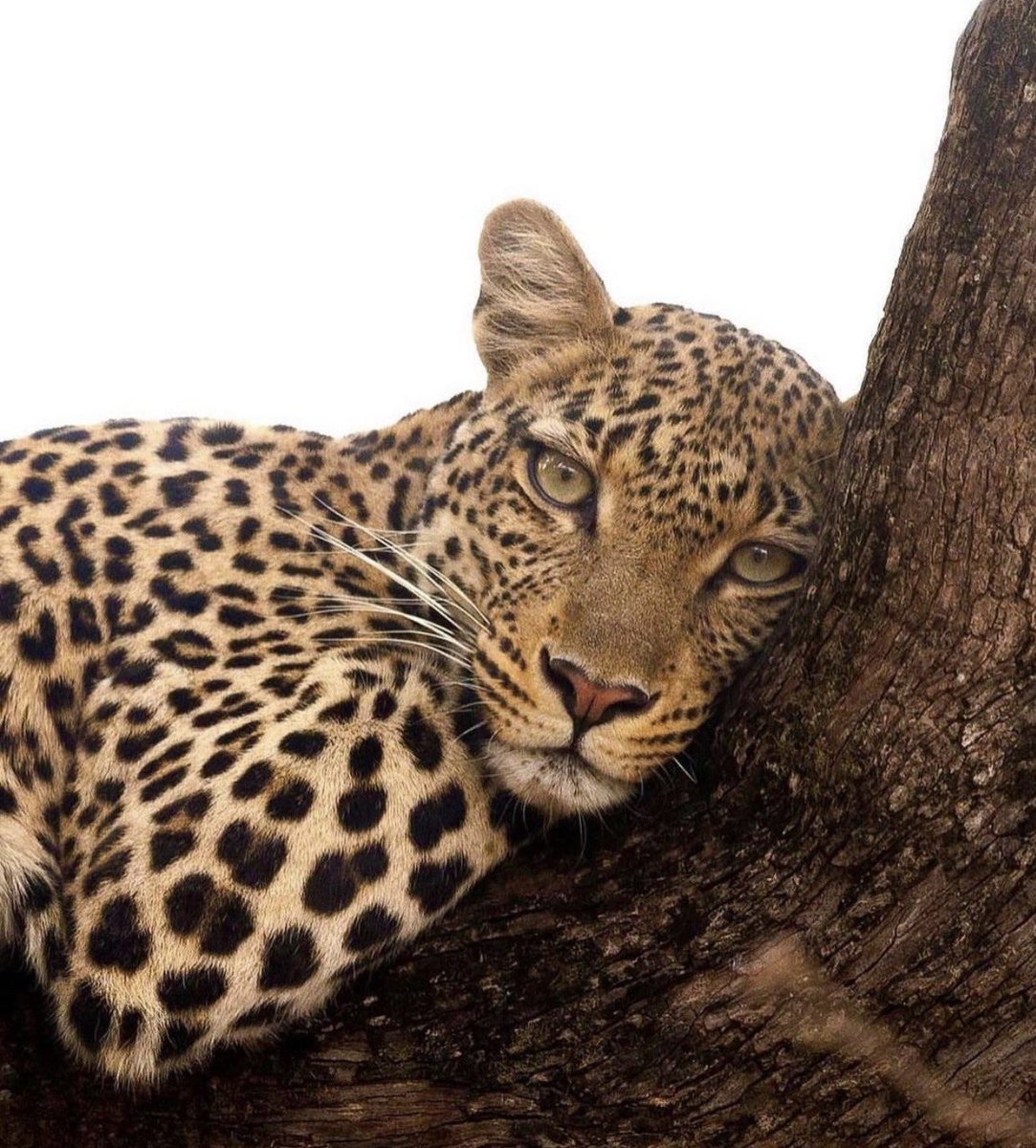 therarebaby's tweet image. She knows she's GORGEOUS!!