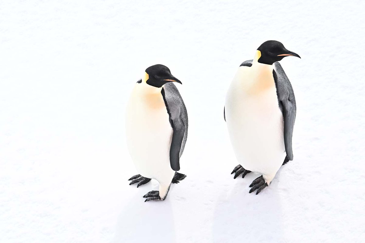 南極で見つけた完璧な基本教練🐧✨ コウテイペンギンも「頭、左