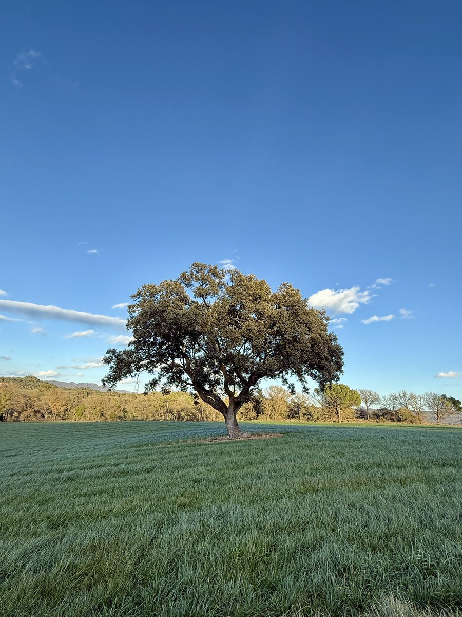 Pep Espelt tweet media