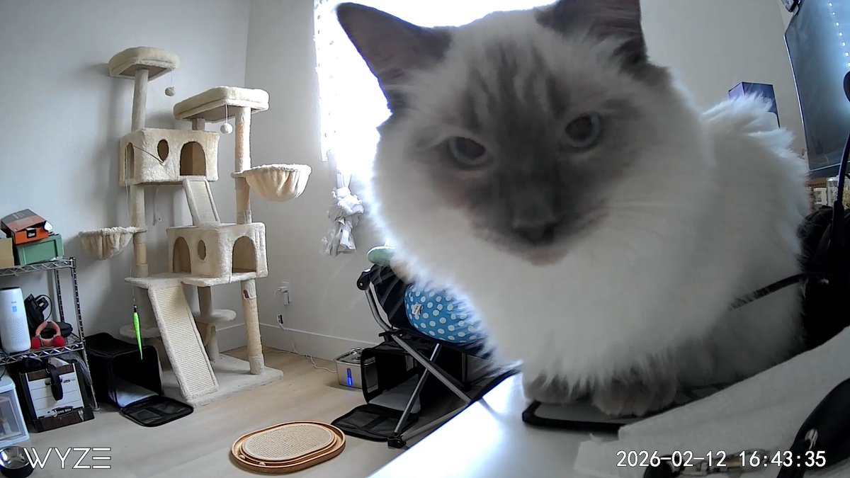 cyutea's tweet photo. a stare off… https://t.co/9wX3oBWHCF