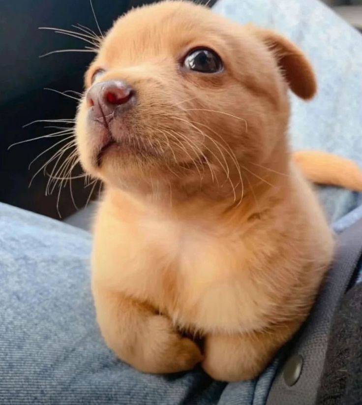 Doglover tweet media