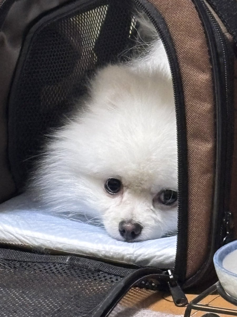 ृ(˙•ɷ•˙ ु·჻·჻)з #ポメラニアン