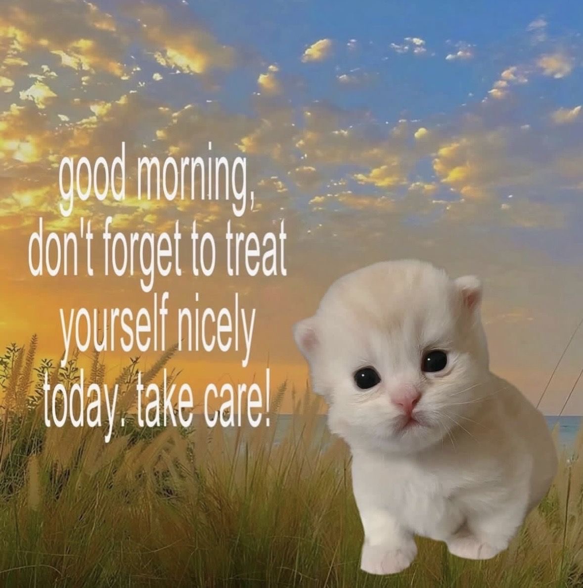 Cat Posted (@catposted) on Twitter photo 