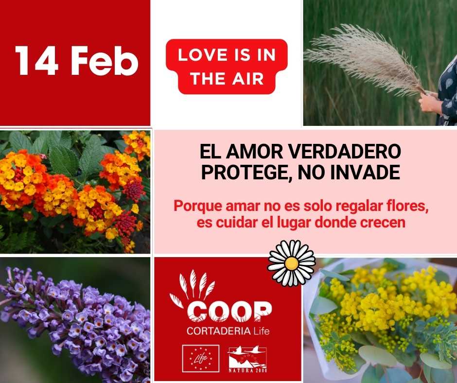 ¡Mañana, Día de los Enamorados! 
💚¿Y si este año demostramos amor por la naturaleza?
No todo lo que florece es buena idea💐Algunas plantas ornamentales pueden convertirse en #invasoras
👉El amor verdadero protege, no invade
🌍Porque el planeta también merece relaciones sanas