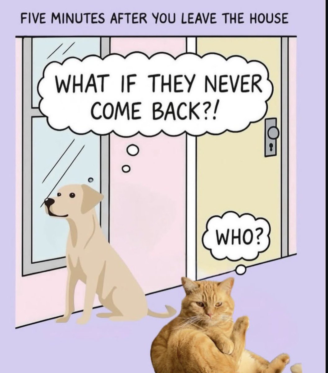 lined cats (@linedcats) on Twitter photo 