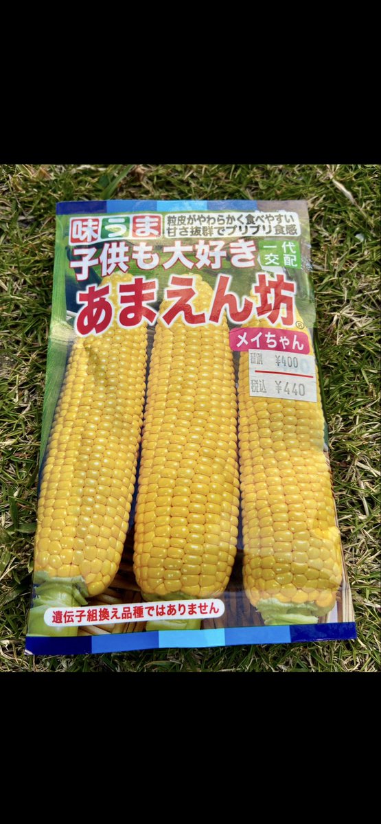 2月13日 ☁️最高20℃ 🌽とうもろこし成長記録①🌱 12/14期限切れを試し