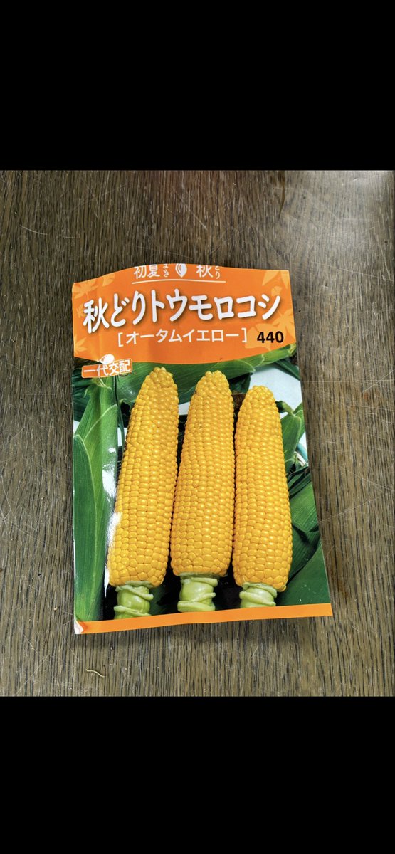 2月13日 ☁️最高20℃ 🌽とうもろこし成長記録①🌱 12/14期限切れを試し