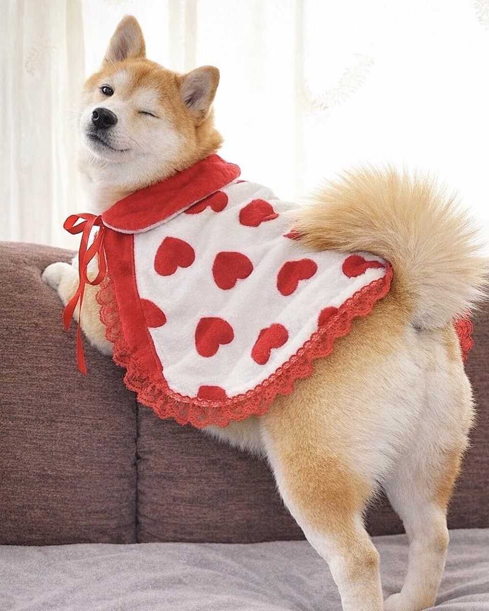 momonosekaiii's tweet photo. チョコもらえない人間に効く犬🍫❤️ྀི https://t.co/BG6UsFnWdW
