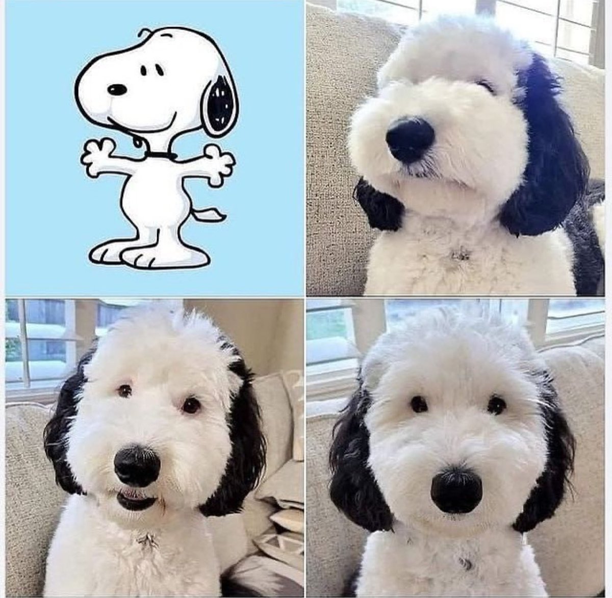 10 anos de azar pra quem não falar oi pro Snoopy