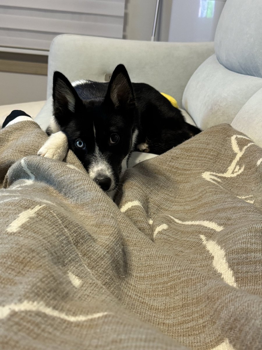 떵개가 된 언니를 바라보는 견