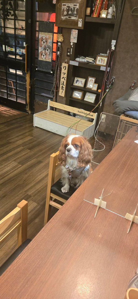 kushiginzou's tweet photo. 「ご注文は…焼き鳥ですか？それとも、なでなでですか？」🐶 https://t.co/nQ6Hxlr4vQ