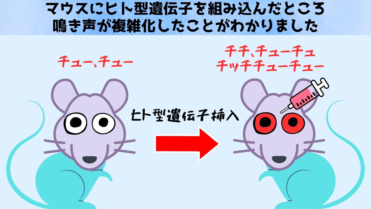 ヒト型遺伝子を組み込んだらマウスの鳴き声が複雑化した
nazology.kusuguru.co.jp/archives/171447

米RUの研究でNOVA1という遺伝子をヒト型に改変するとマウスの鳴き声のパターンが通常より多彩になったという。この結果は「なぜヒトだけが高度な言語を持つのか？」という謎を解くヒントになるかもしれません。