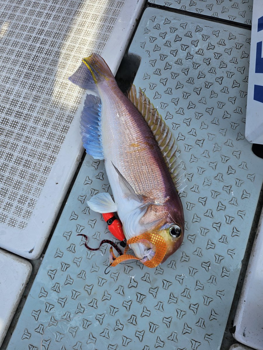 汐太郎@九州磯釣水産 tweet media