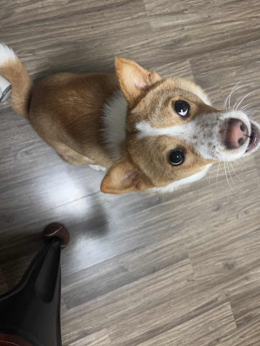 둘째한테 혼나고 있는데 라떼는 쫄지 않지
안광으로 눈싸움해벌이지