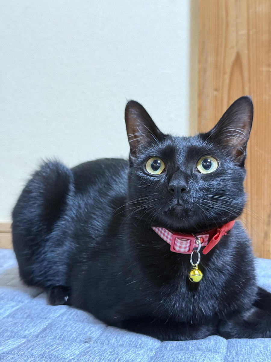 猫屋敷 (@nekoyashiki47) / Posts / X