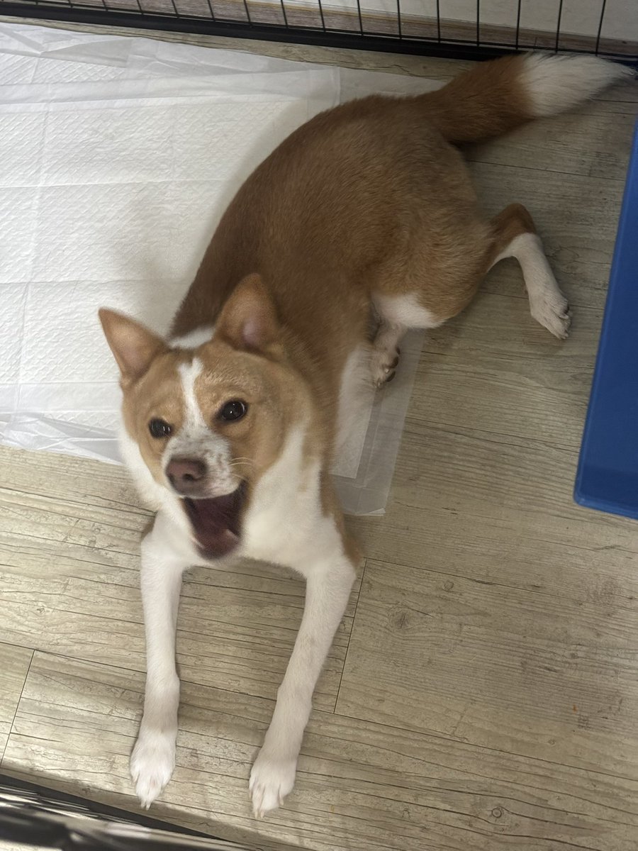 우아우오아우와아우우우우배고파요