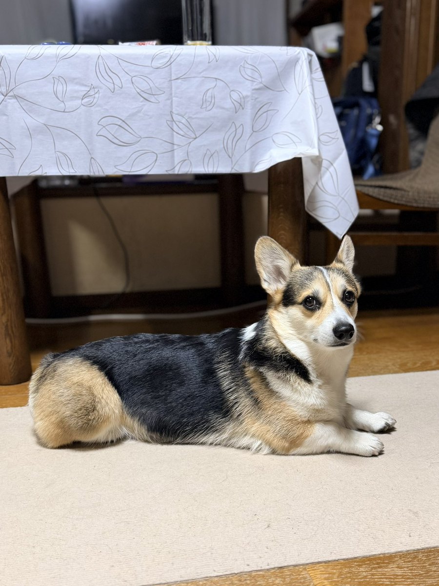 黒コーギーのロボさん (@juntan911rsr) / Posts / X