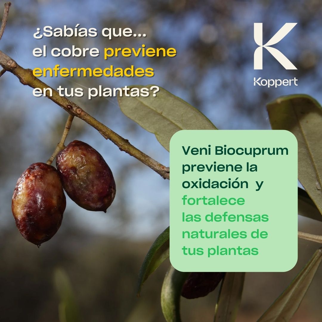 KOPPERT_ES tweet media