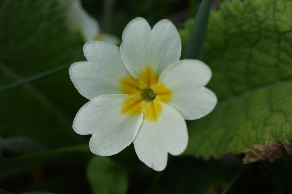 Biodiversity Ireland tweet media